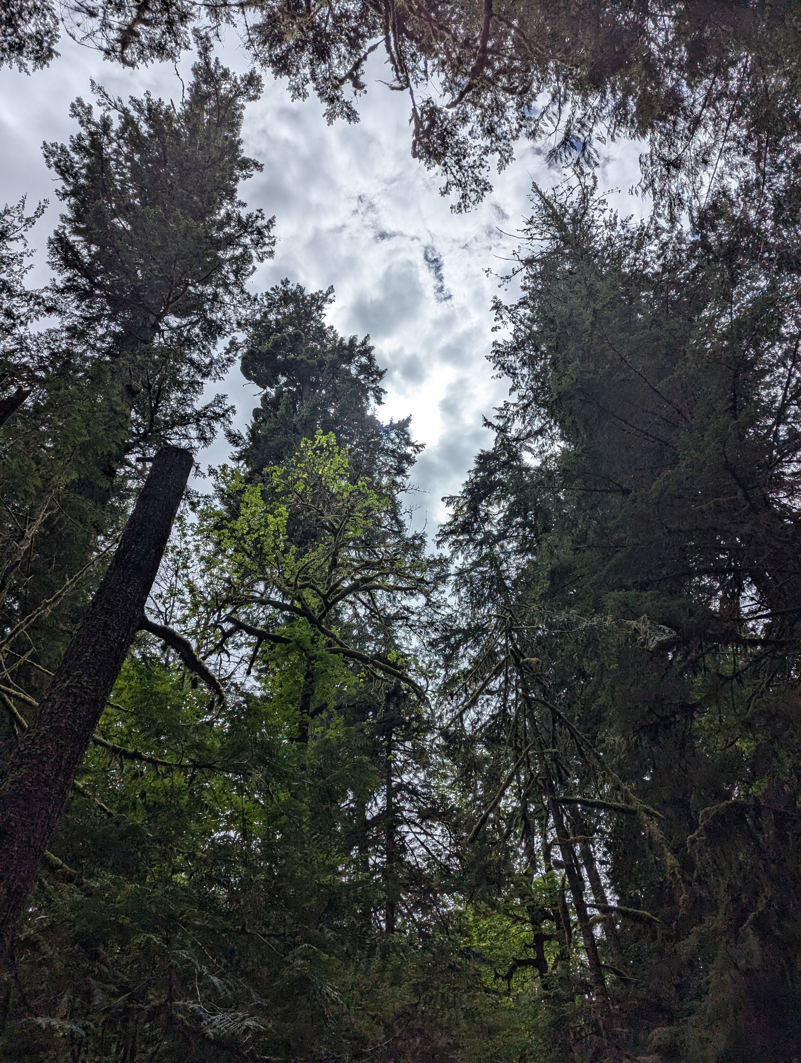Birthday Trip to Canada, Cathedral Grove, Vancouver Island